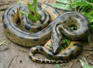 梦见大蟒蛇是什么预兆，女人做梦梦见大蟒蛇是什么意思（周公解梦：做梦梦见蟒蛇好不好）
