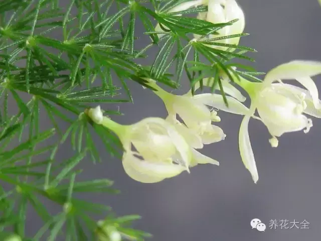 文竹开花，家里文竹还没开花的你（文竹开花后会死掉吗）