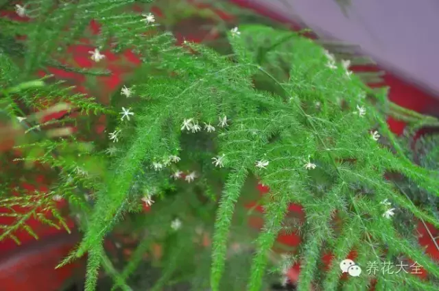 文竹开花，家里文竹还没开花的你（文竹开花后会死掉吗）