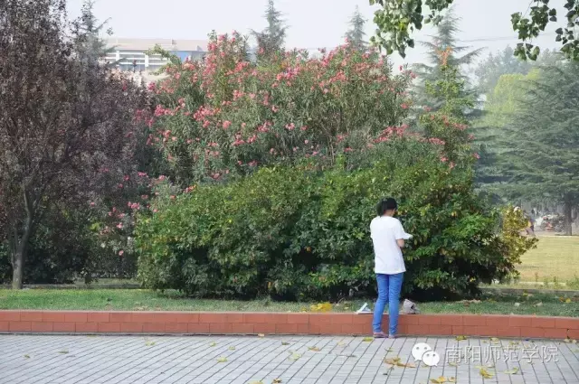 南阳师范学院怎么样，排名好不好（南阳师院的四季）