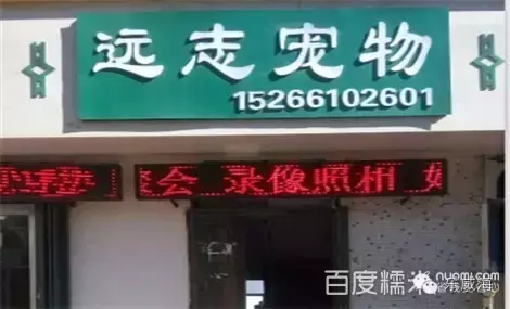 宠物诊所附近哪里有卖狗的店铺（宠物爱好者必看的宠物店铺推荐）