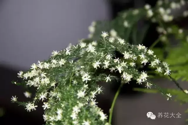 文竹开花，家里文竹还没开花的你（文竹开花后会死掉吗）