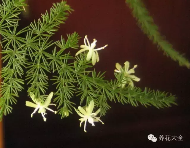 文竹开花，家里文竹还没开花的你（文竹开花后会死掉吗）
