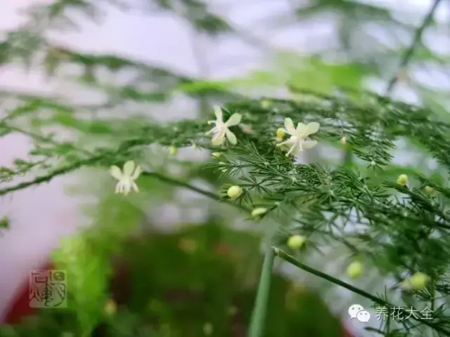 文竹开花，家里文竹还没开花的你（文竹开花后会死掉吗）