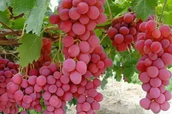 红葡萄的功效与作用，红葡萄的功效与作用是凉性还是热性（常吃这些颜色葡萄的烟台人）