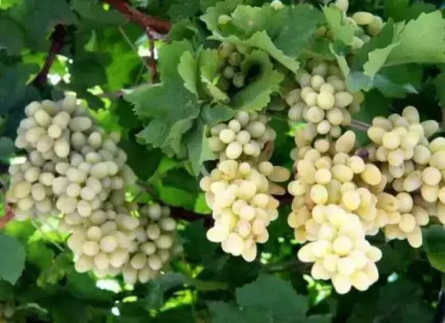 红葡萄的功效与作用，红葡萄的功效与作用是凉性还是热性（常吃这些颜色葡萄的烟台人）