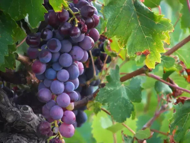 红葡萄的功效与作用，红葡萄的功效与作用是凉性还是热性（常吃这些颜色葡萄的烟台人）