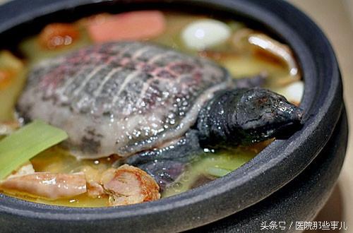 女人吃甲鱼的坏处，甲鱼的最佳吃法（甲鱼/鸡火锅导致男性乳腺增生）