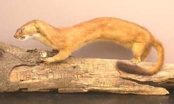 梦到公鸡是什么意思，梦见公鸡什么意思（梦见黄鼠狼怎么回事）