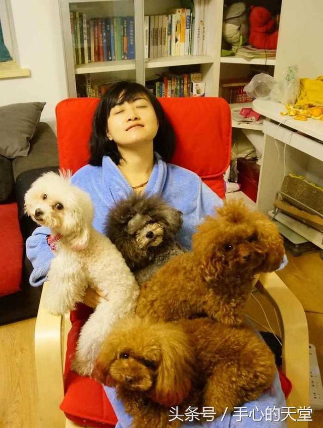 泰迪犬性格特点有哪些？（了解泰迪犬性格特点的五大指南）