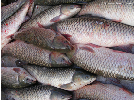 梦见大粪是什么征兆，梦见大粪是什么征兆女性（梦境与现实都是相反的）