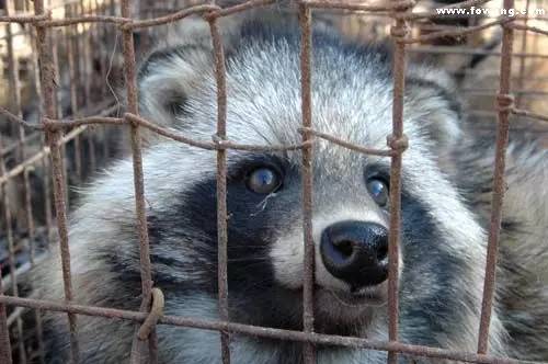 为什么不建议放生泥鳅，泥鳅灵性很大（绿色生活丨“脑残”放生）