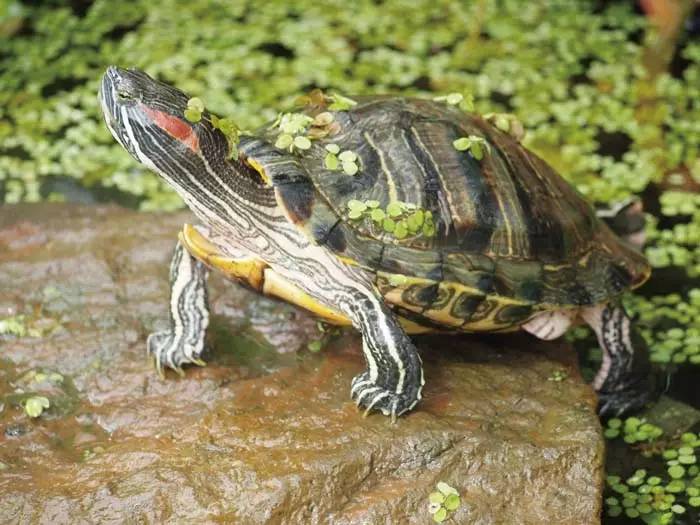 为什么不建议放生泥鳅，泥鳅灵性很大（绿色生活丨“脑残”放生）