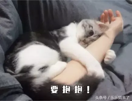 猫咪非常凶怎么办（猫咪天生很凶怎么办）