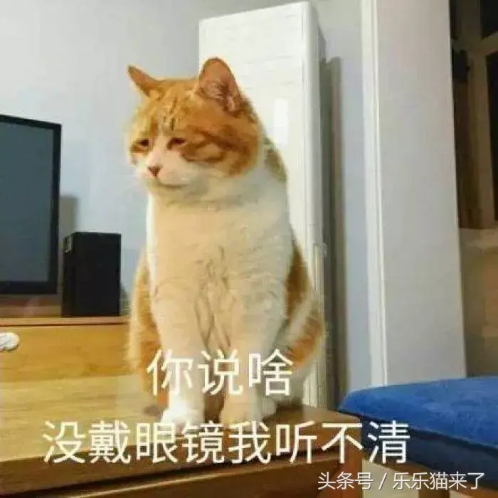 猫咪非常凶怎么办（猫咪天生很凶怎么办）