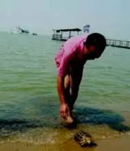 为什么不建议放生泥鳅，泥鳅灵性很大（绿色生活丨“脑残”放生）