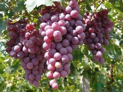 梦见吃桃预示着什么，梦见吃桃（周公解梦：梦见核桃）