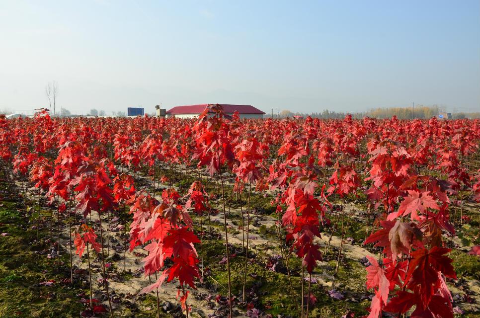 美国红枫种植技术，美国红枫苗木的种植方法和养护方法（美国红枫苗木进行硬枝扦插育苗技术）
