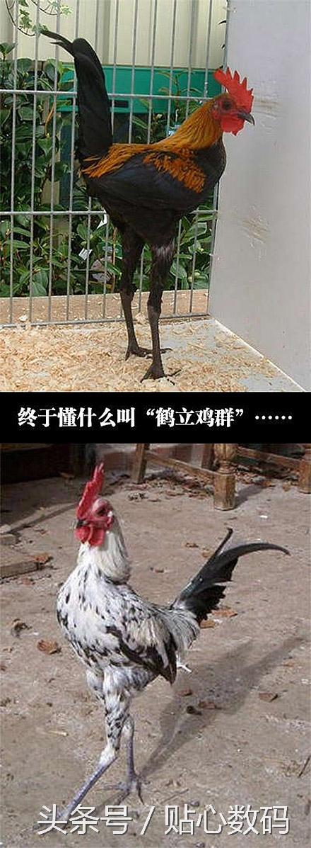 童子尿能治什么病，喝童子尿可以治什么病（电视上说童子尿治百病）