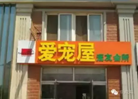 宠物诊所附近哪里有卖狗的店铺（宠物爱好者必看的宠物店铺推荐）