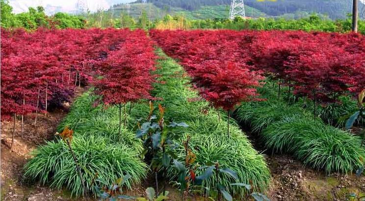 美国红枫种植技术,美国红枫苗木的种植方法和养护方法(美国红枫苗木