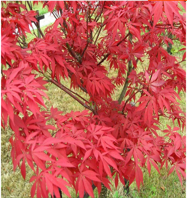 美國紅楓種植技術,美國紅楓苗木的種植方法和養護方法(美國紅楓苗木