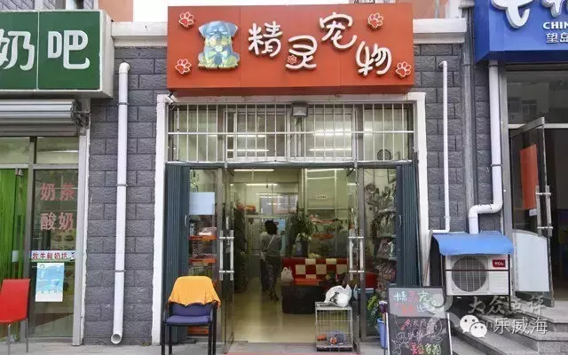 宠物诊所附近哪里有卖狗的店铺（宠物爱好者必看的宠物店铺推荐）