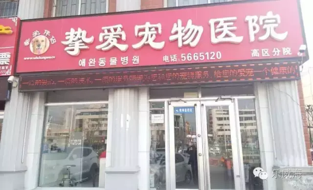 宠物诊所附近哪里有卖狗的店铺（宠物爱好者必看的宠物店铺推荐）