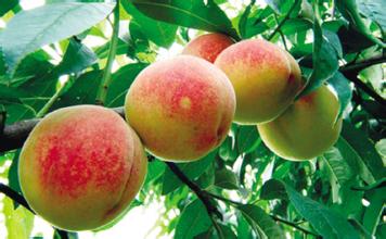 梦见吃桃预示着什么，梦见吃桃（周公解梦：梦见核桃）