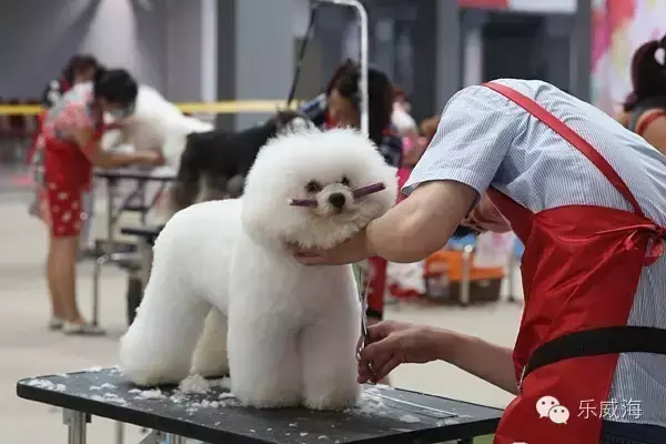 宠物诊所附近哪里有卖狗的店铺（宠物爱好者必看的宠物店铺推荐）