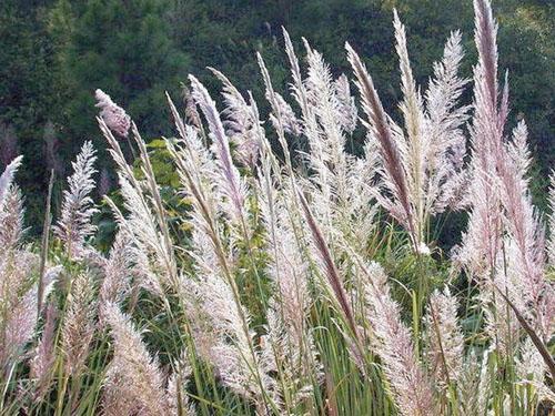 茅草是什么样子的图片,农村的丝茅草看着不起眼-相术-荣耀易学