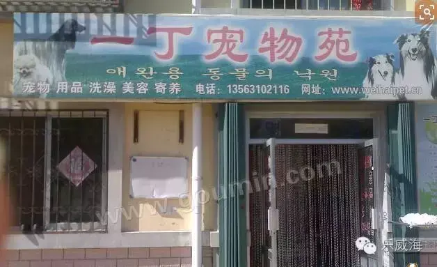 宠物诊所附近哪里有卖狗的店铺（宠物爱好者必看的宠物店铺推荐）