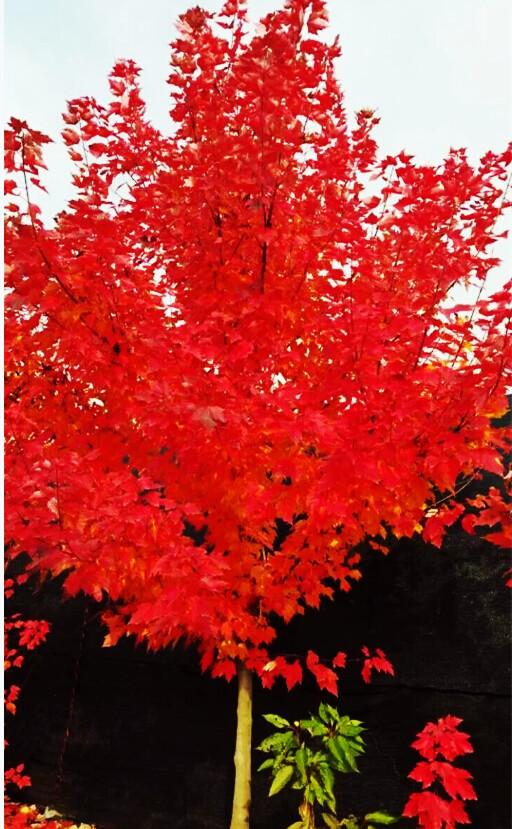 美国红枫种植技术，美国红枫苗木的种植方法和养护方法（美国红枫苗木进行硬枝扦插育苗技术）