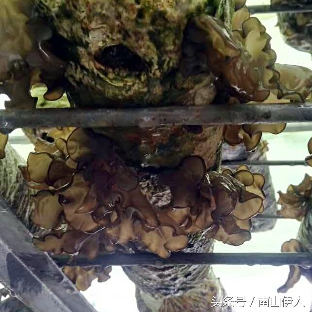 秋耳和木耳的区别，黑山木耳与秋耳的区别（农民种植户教你后就不会再被忽悠）