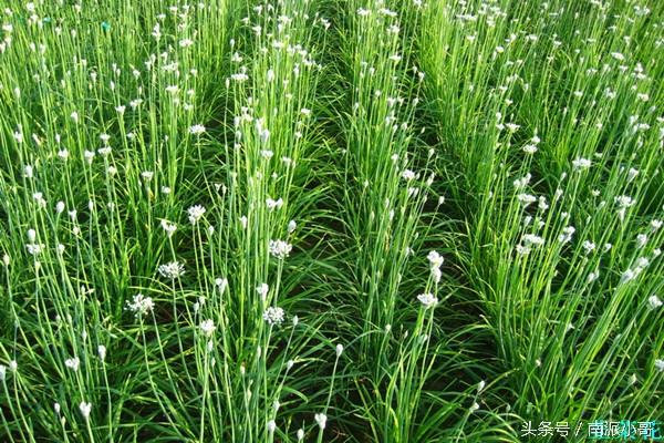 农村壮阳草哪些，农村壮阳的草药有哪些（农村秘制“壮阳草花酱”）