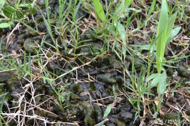 青苔可以吃吗，饮水桶里青苔怎么清洗（奶奶却说这是道不错的美味）