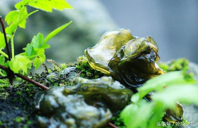 青苔可以吃吗，饮水桶里青苔怎么清洗（奶奶却说这是道不错的美味）