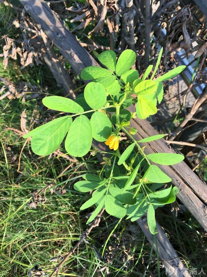 草決明和決明子一樣嗎,草決明與決明子的區別(農村野地裡的寶貝,還能