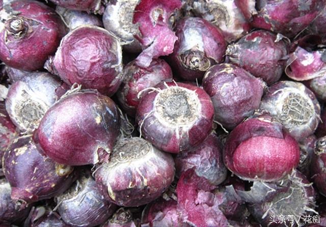 黑色风信子,你养的水培风信子 - 玉三网