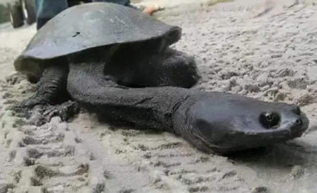 The turtle with the longest neck in the world, the neck is longer than ...