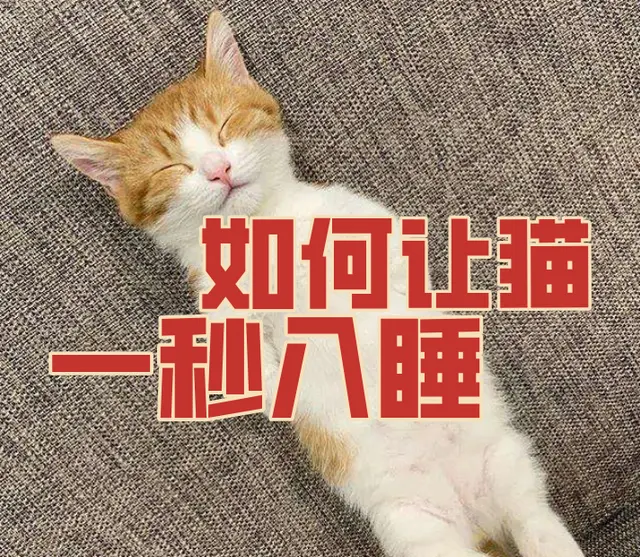 How to make a cat fall asleep in seconds! Master the cat's sleep