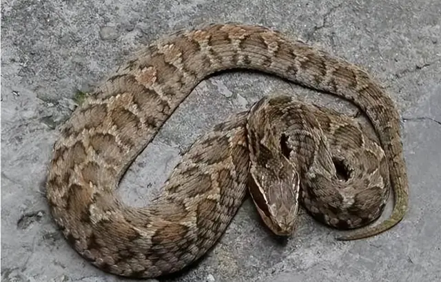 There are many kinds of snakes living in China, some of them are ...