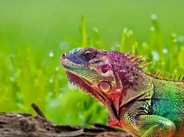 Beautiful Footage: Chameleons Are Amazing