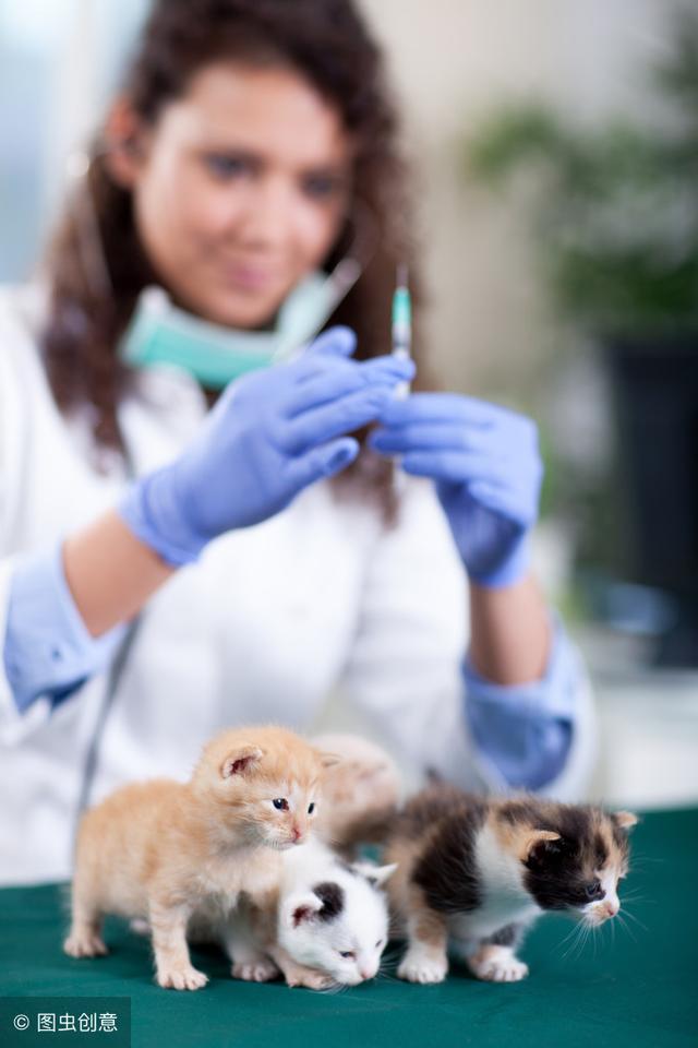 小奶猫多大开始认主人，小奶猫多大开始认主人猫咪恨主人的十种表现（领养前的注意事项你都知道吗）