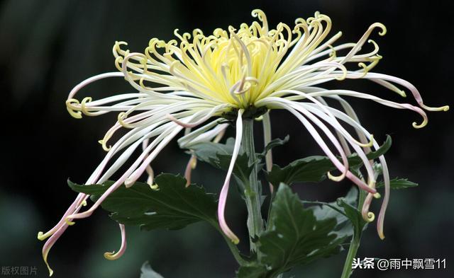 独本菊的培植方法，盆栽养殖独本菊