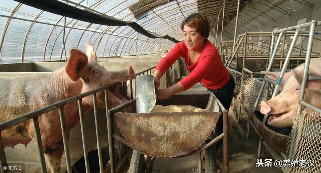 母猪的饲养管理方法，各阶段饲养方式、饲喂量及管理