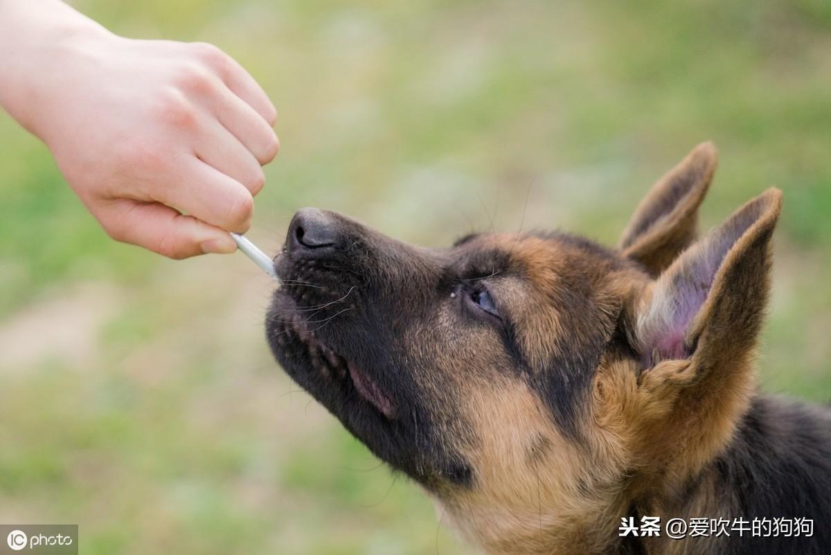 德国牧羊犬幼犬的饲养方法，牧羊犬怎么喂