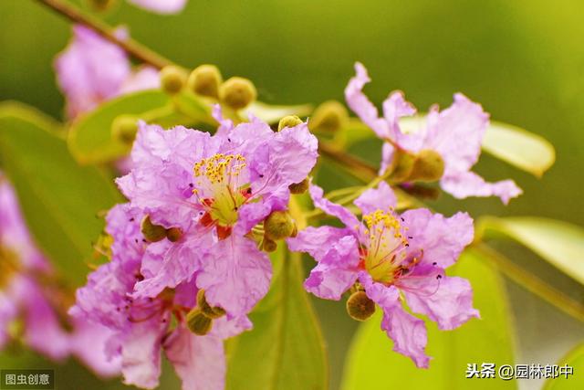 紫薇什么时候开花，紫薇花什么时候开的（谁说花无红百日，紫薇就可以）