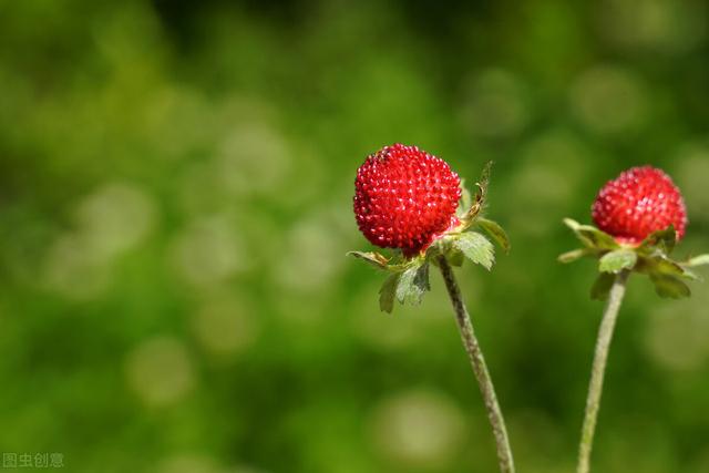 兔尾草花语是什么，兔尾草干花花语（那12生肖的代表植物我选这些）