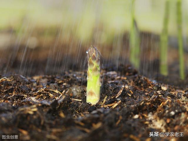 芦笋是什么植物，芦笋是什么（这些种植方法和栽后管理）